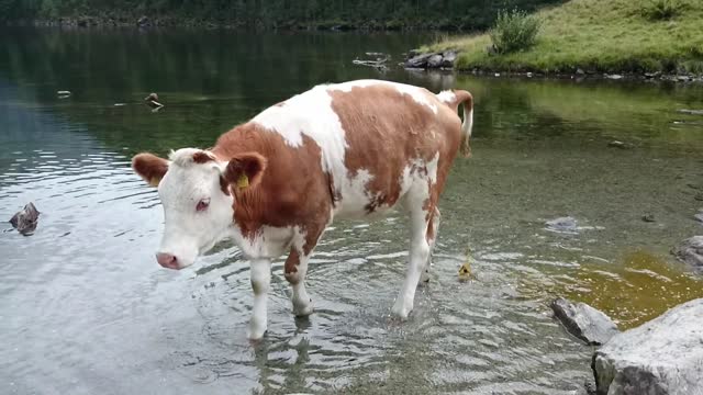 Cow in the lake