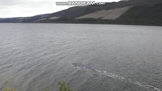 Loch Ness Monster could be most compelling evidence yet