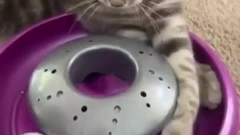 Funny animal videos 🤣🤣🤣🤣🤣