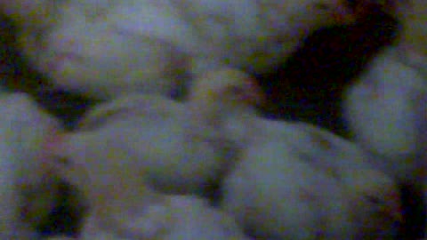 A must see gaint chickens 29 days old