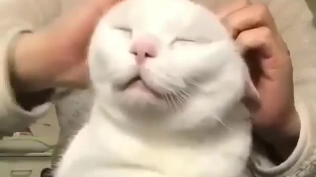 Cute cat relaxing-funny pet video