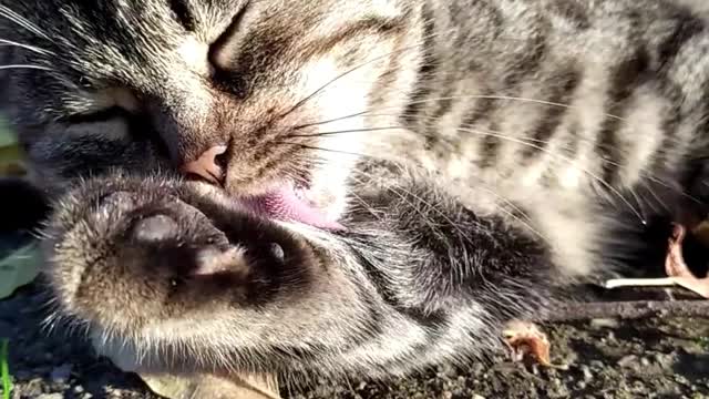 Funny Cat Video!😀