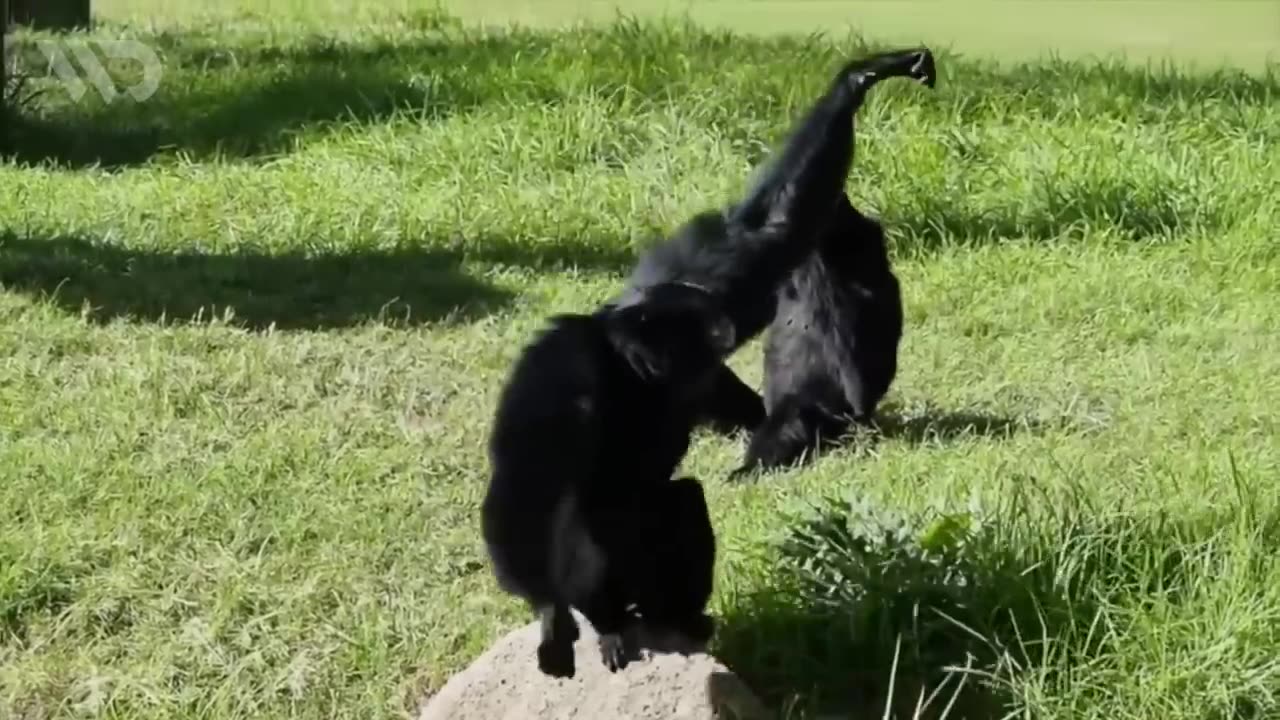 Siamang_ Penyanyi Berbakat Pemecah Keheningan Hutan