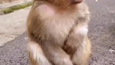 Monkey beautiful