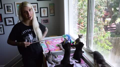 How do stop kittens from biting you (6tips!!)🤩🤩🤩🤩