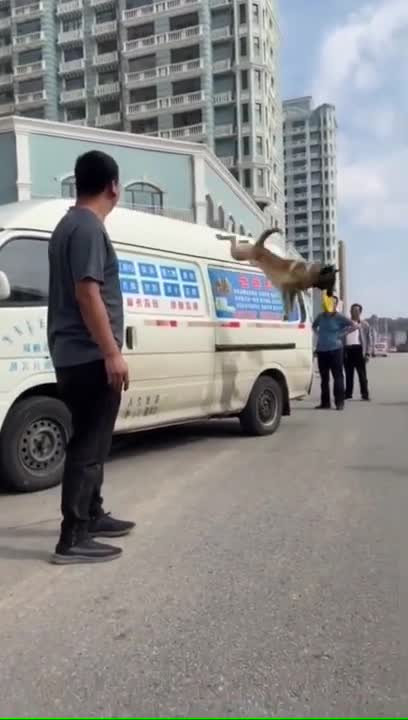 THIS DOG IS AMAZING !! #dog #pet #shorts