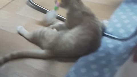 Cute cat practicing hunting with a rattle