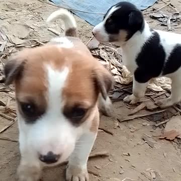 Cute poppy kids poppy crying for her mom