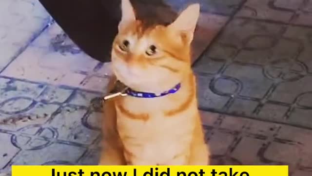 Cat:I donβt know anything ππ