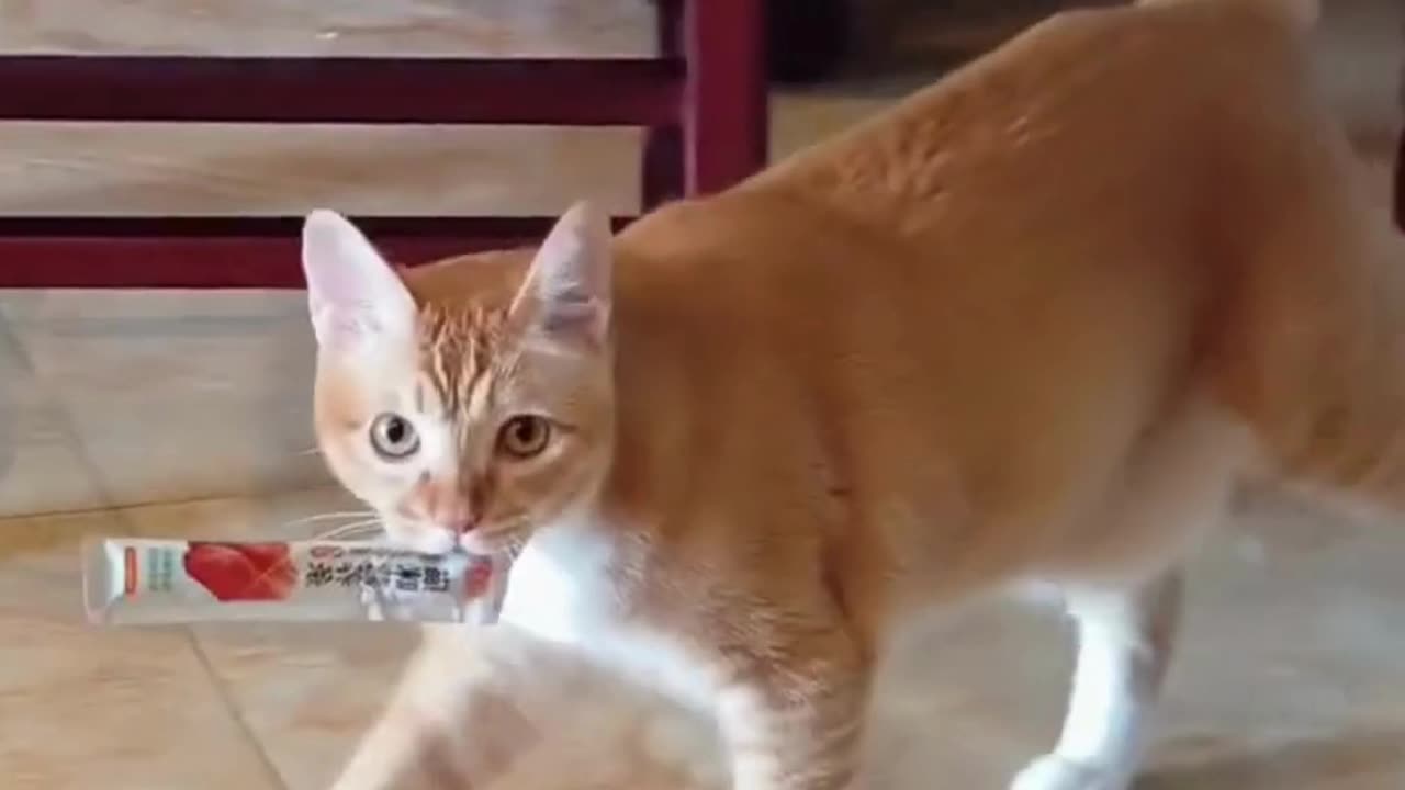 Funniest Cats Compilationš¹ #cats #shorts #viral #pets #reels