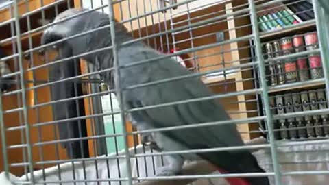 A parrot unites God