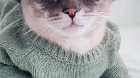 Cute cat video.cutie...cats.