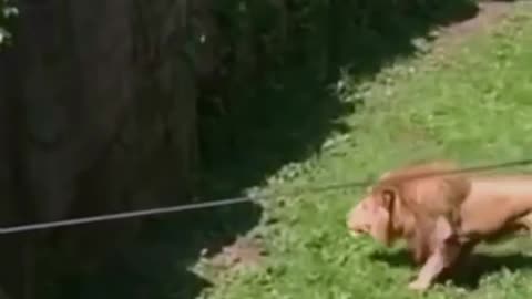 High Jump
