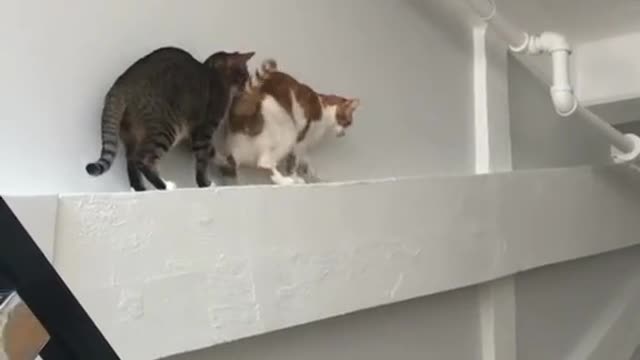 Get away, get away, go bb