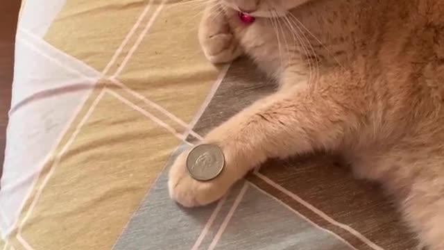 Cat with a coin