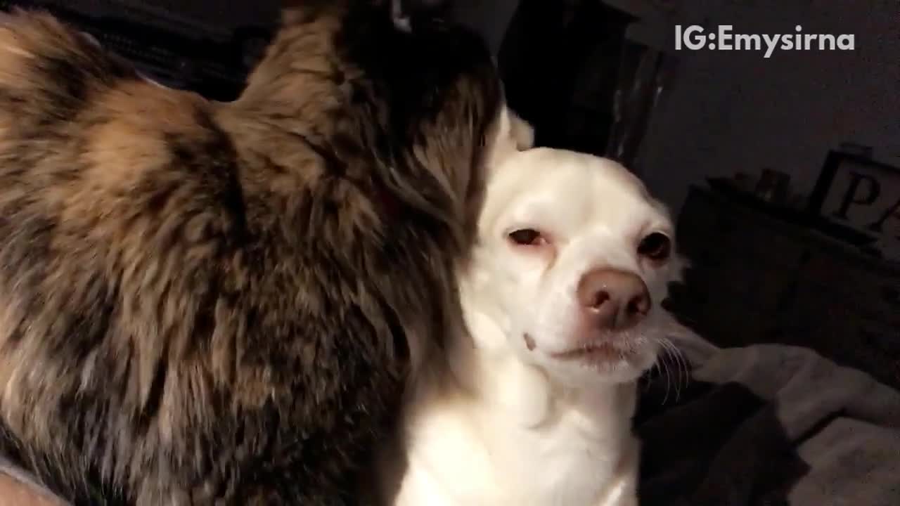 Cat rubbing head against dog