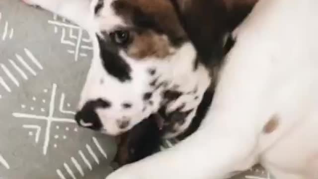 Blue Great Dane Dog Funny Videos 138 - The Great Dane Puppies Video - Great Dane Compilation