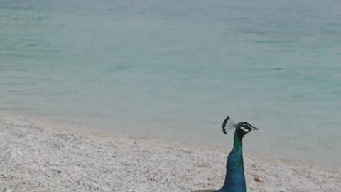 peacock beauty