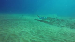 Making eye contact with Manta Ray