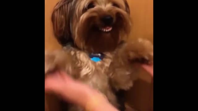 Top 10 SMILING Dogs