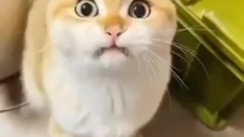 CAT FUNNY VIDEO