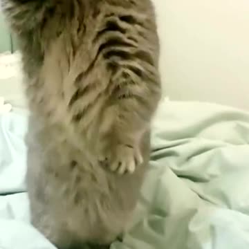 A cat that rubs your head.