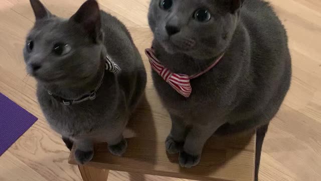 IT'S TREAT TIME!!