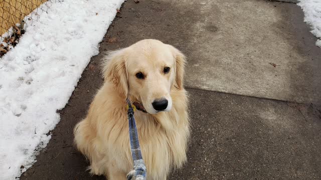 Winter fun for my dog