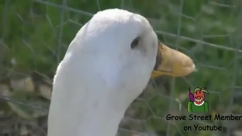 50% duck 50% CJ