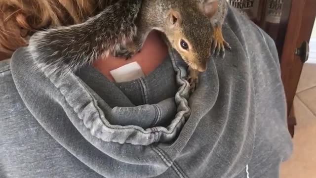 Pet Squirrel Jumps At Camera