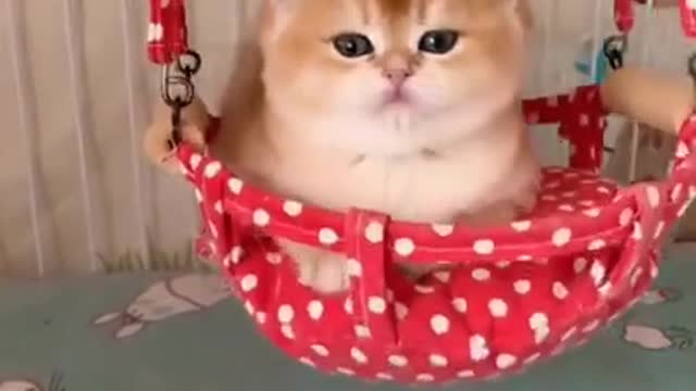 Cute and Funny Cat Videos Compilation 2021_#shorts