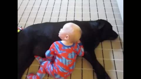 Baby Sleeps on Dog_batch