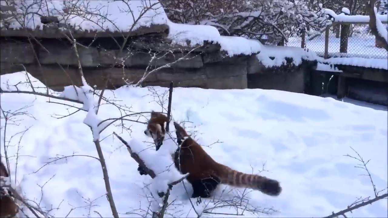 Most adorable red panda - cutest compilation