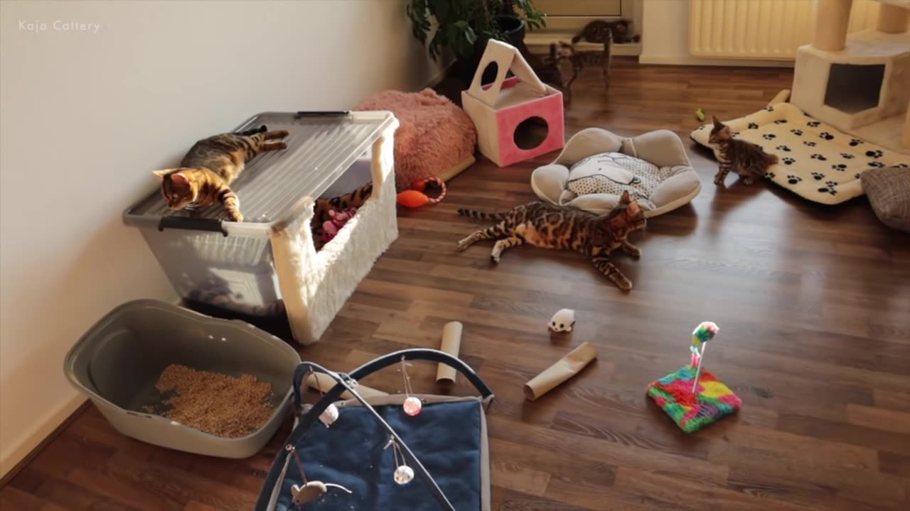 Bengal Kittens Can't stop Screaming, Chirping and Meowing