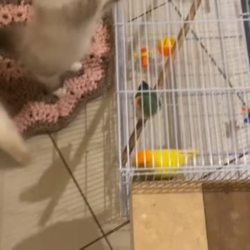 our cats watching birds