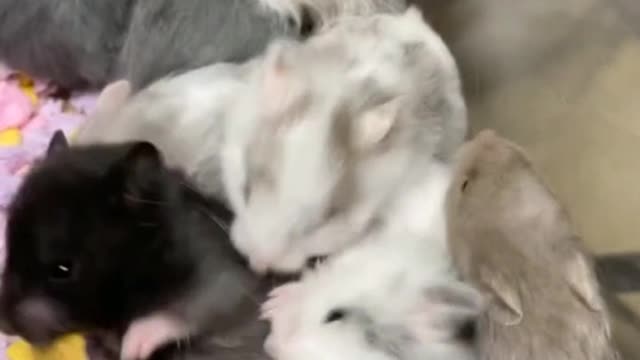 hamster drama