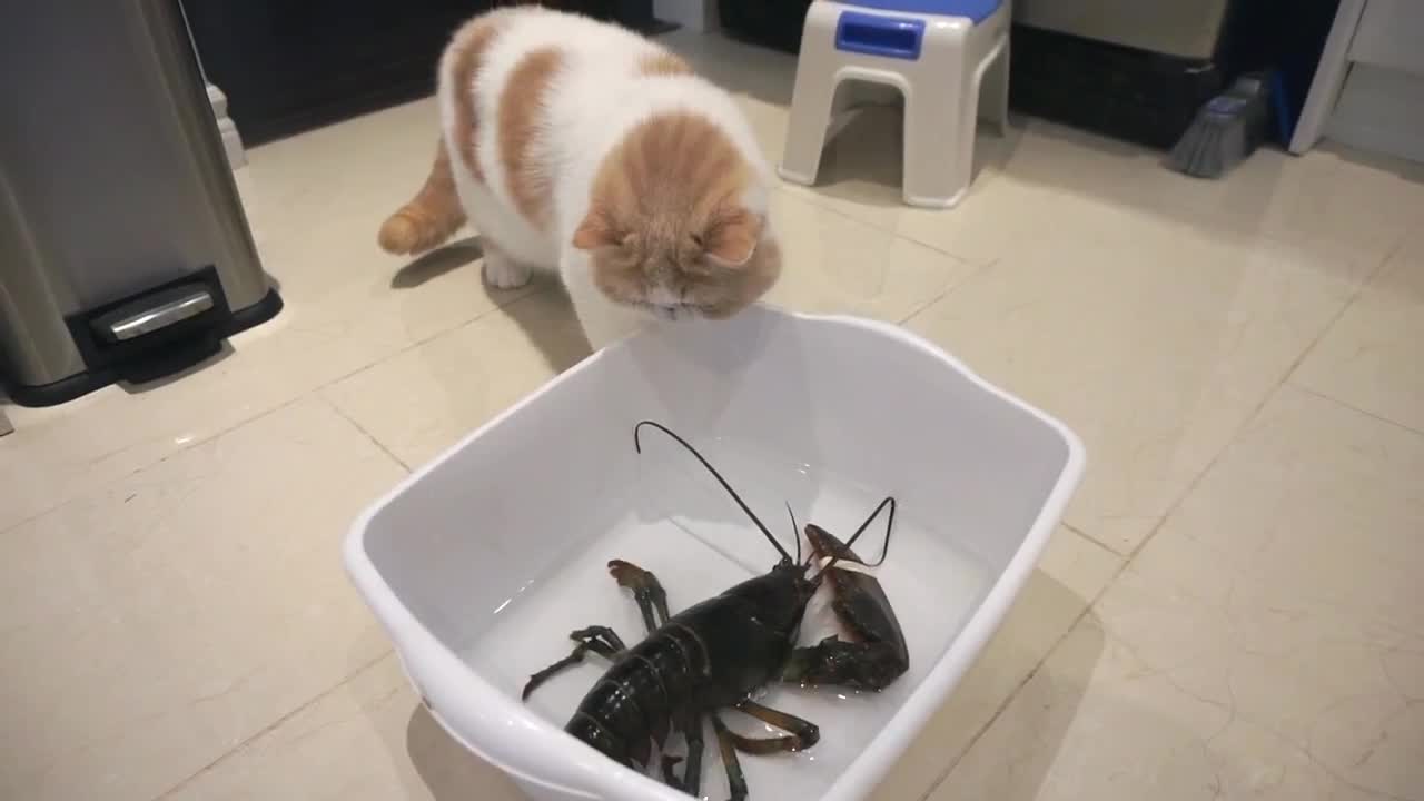 Cats vs Lobster