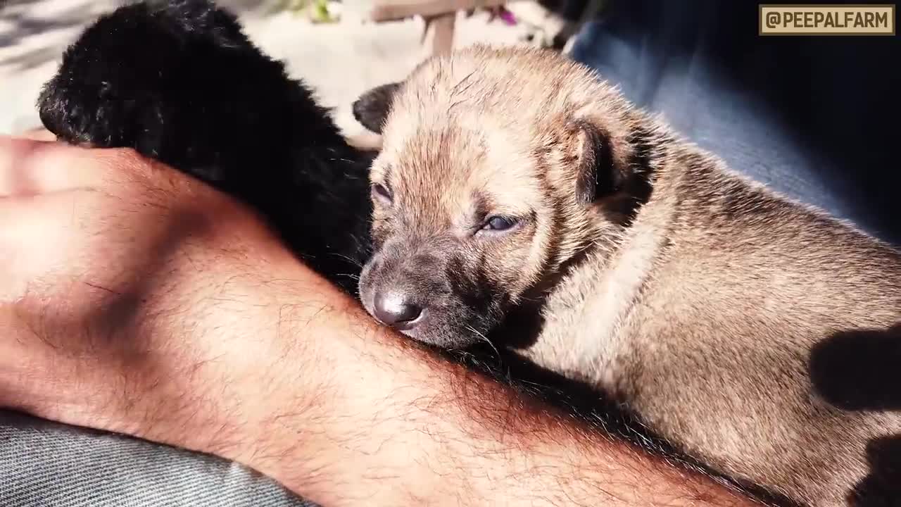 A beautiful story of two puppies found in a trash bag | Rescue story of puppies