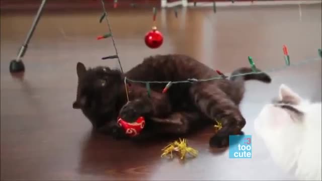 Merry Christmas Funny Cat Funny Dogs compilation Cat fails 2015