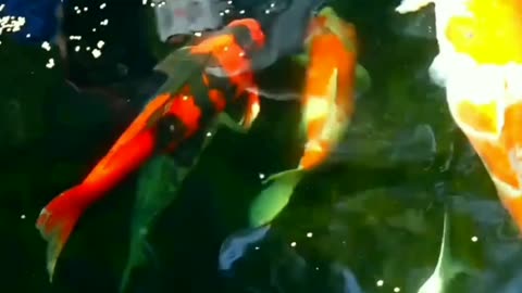 Very beautiful koi fish, Lovely fish in an aquarium, of course need a large aquarium