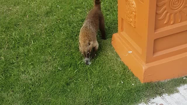 Coati in the bin