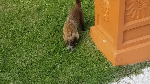 Coati in the bin