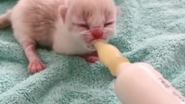 Baby Cats Cute and Funny Baby Cat