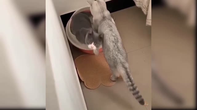 Cute and adorable cat part 1