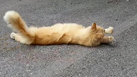 Kitty Stretch