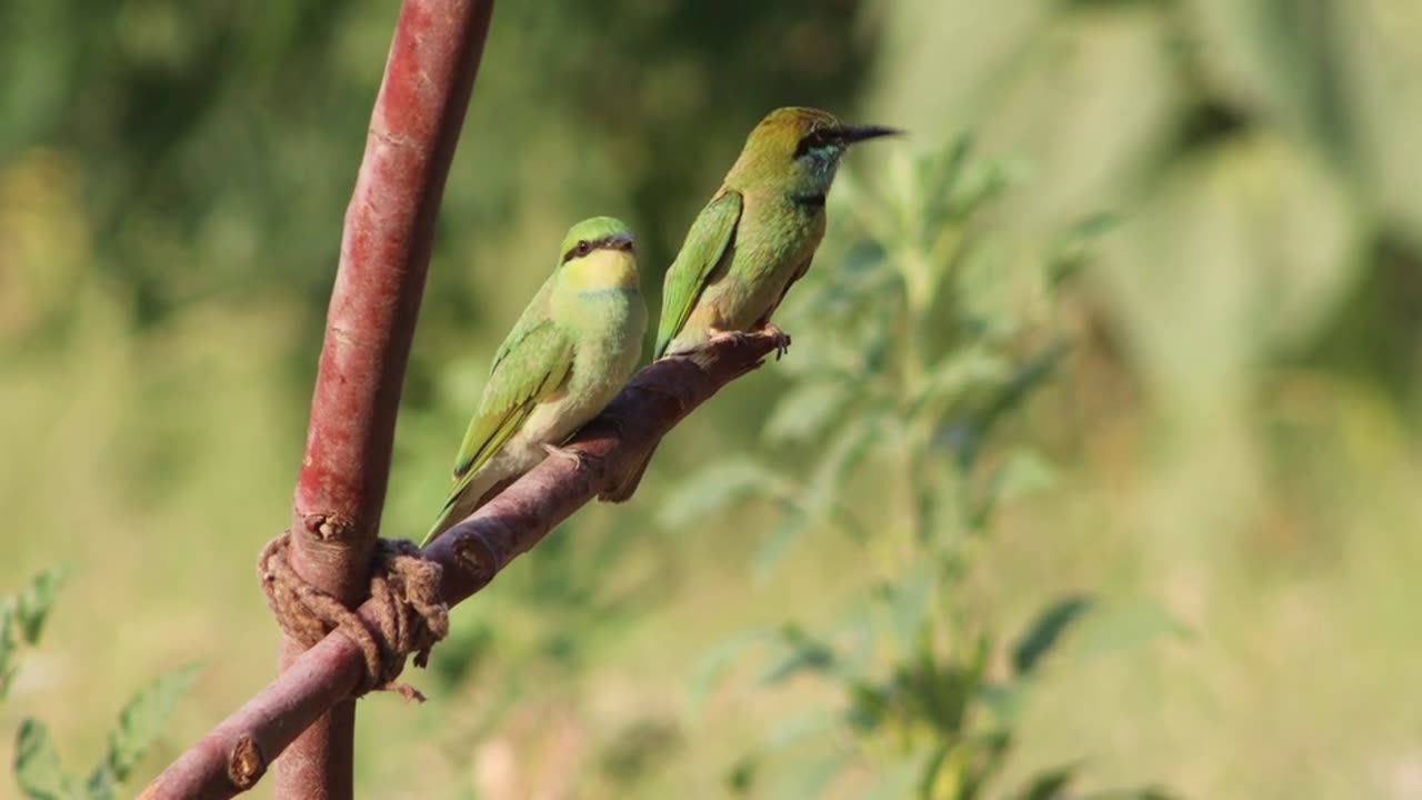 Loving Birds