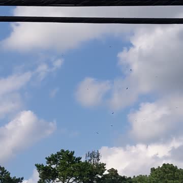 Hawks Circling Around 5G Towers