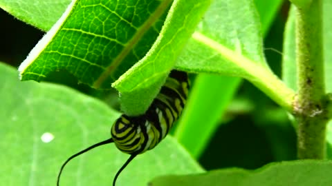 Monarch Butterfly Caterpillar