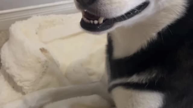 Don’t call this husky dramatic!