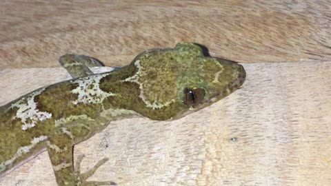 Spotted Giant Gecko 🦎 | Gecko | Amazing Gecko | kimbul huna | reptiles